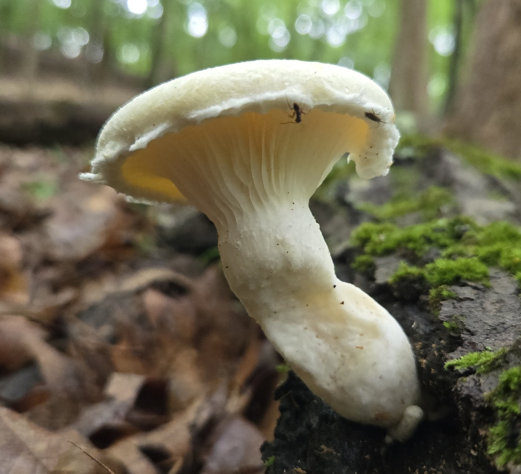 Lynx Paw Oyster · June 2026 · photo: Photo: (c) Ben Gruhot, some rights reserved (CC BY) · iNaturalist