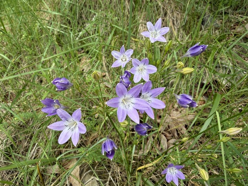 Triteleia bridgesii