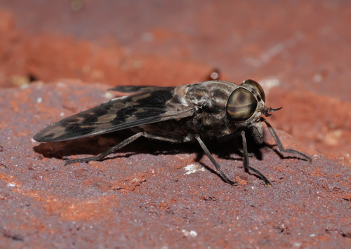 Tabanus venustus photo 2