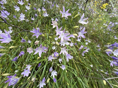 Triteleia bridgesii, photograph 1