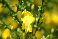 Cytisus scoparius