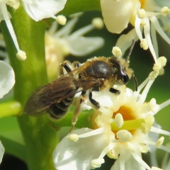 Andrena chrysosceles