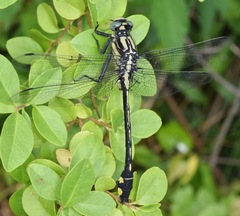Gomphurus lineatifrons