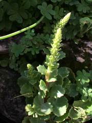 Umbilicus intermedius