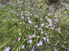 Triteleia bridgesii, photograph (c) Dee Shea Himes, some rights reserved (CC BY)