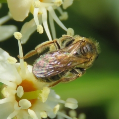 Andrena chrysosceles