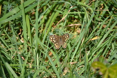 Pararge aegeria