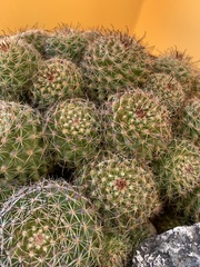 Mammillaria beneckei