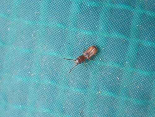 Cryptolestes