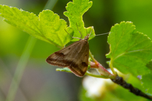 Rusty Pyrausta photo 4