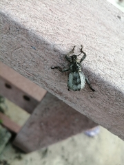 Brachycerus tauriculus