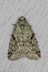 Maliattha concinnimacula