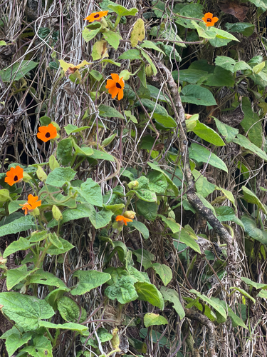 Thunbergia alata observed 2026-06-08
