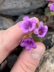 Phacelia pulchella