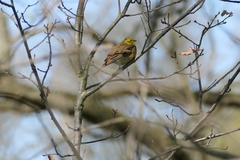 Emberiza citrinella