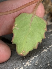 Phacelia pulchella