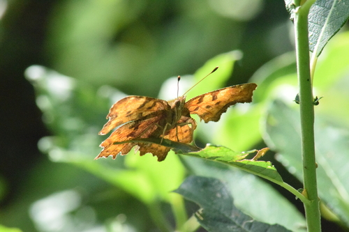 European Comma