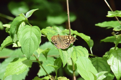 Speckled Wood