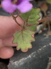 Phacelia pulchella