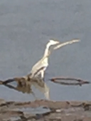 Ardea cinerea