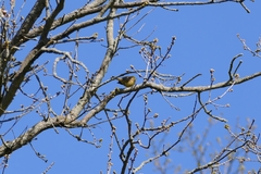 Emberiza citrinella