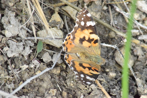 Painted Lady