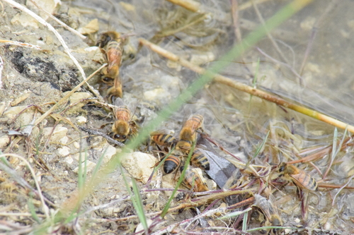 Western Honey Bee