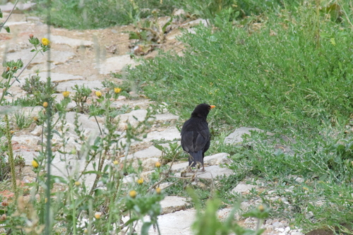 Eurasian Blackbird