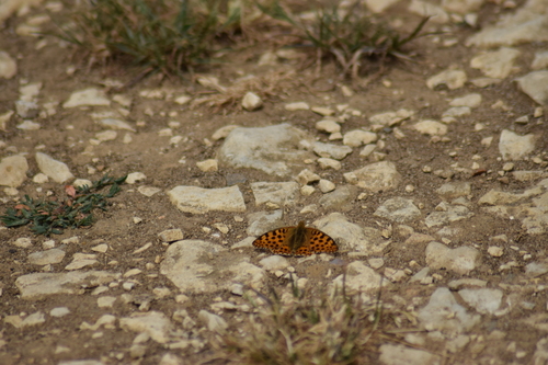 Queen of Spain Fritillary