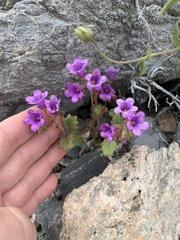 Phacelia pulchella