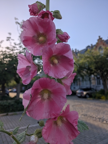 Hollyhock