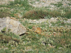 Spermophilus xanthoprymnus