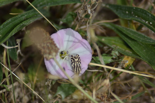Spotted Sulphur