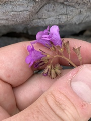 Phacelia pulchella