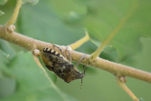 Mottled Stink Bug