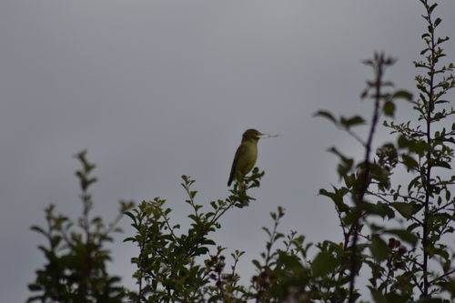 Melodious Warbler