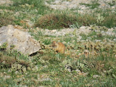 Spermophilus xanthoprymnus