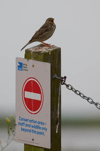 Escribano triguero (Emberiza calandra)