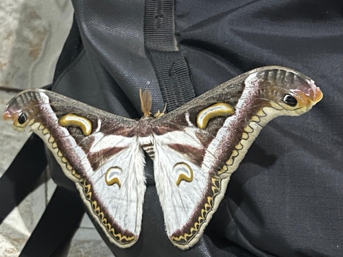 Epiphora albidus