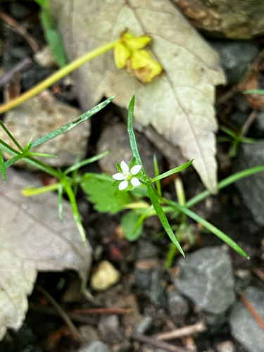 Sagina japonica, photograph 2
