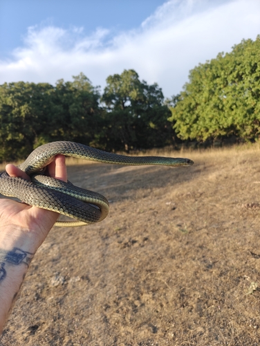 Eastern Montpellier Snake