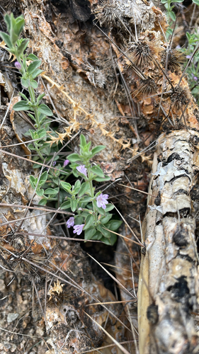 dwarf false pennyroyal
