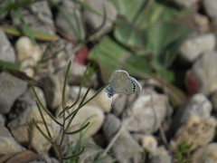 Glaucopsyche astraea