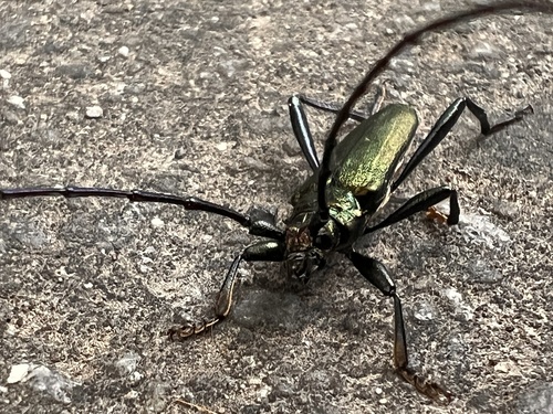 Moschusbock