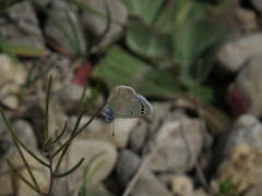 Glaucopsyche astraea