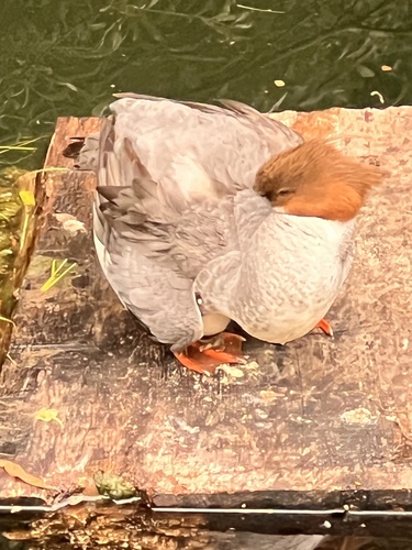 Gänsesäger
