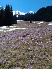 Crocus heuffelianus scepusiensis