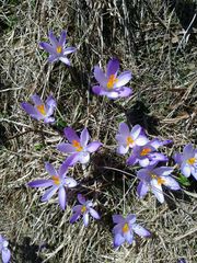 Crocus heuffelianus scepusiensis