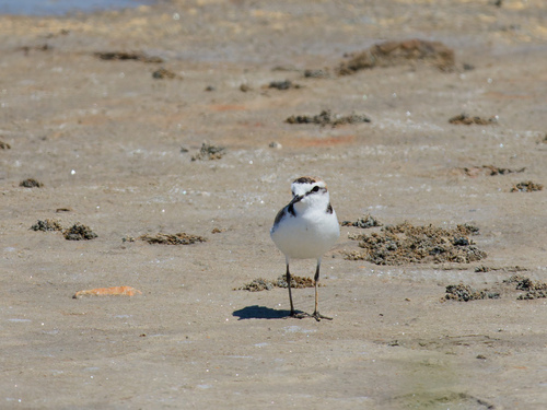 Chorlitejo patinegro (Charadrius alexandrinus)