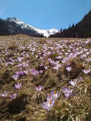 Crocus heuffelianus scepusiensis